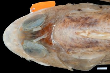 Media type: image;   Ichthyology 157330 Aspect: head dorsal,description